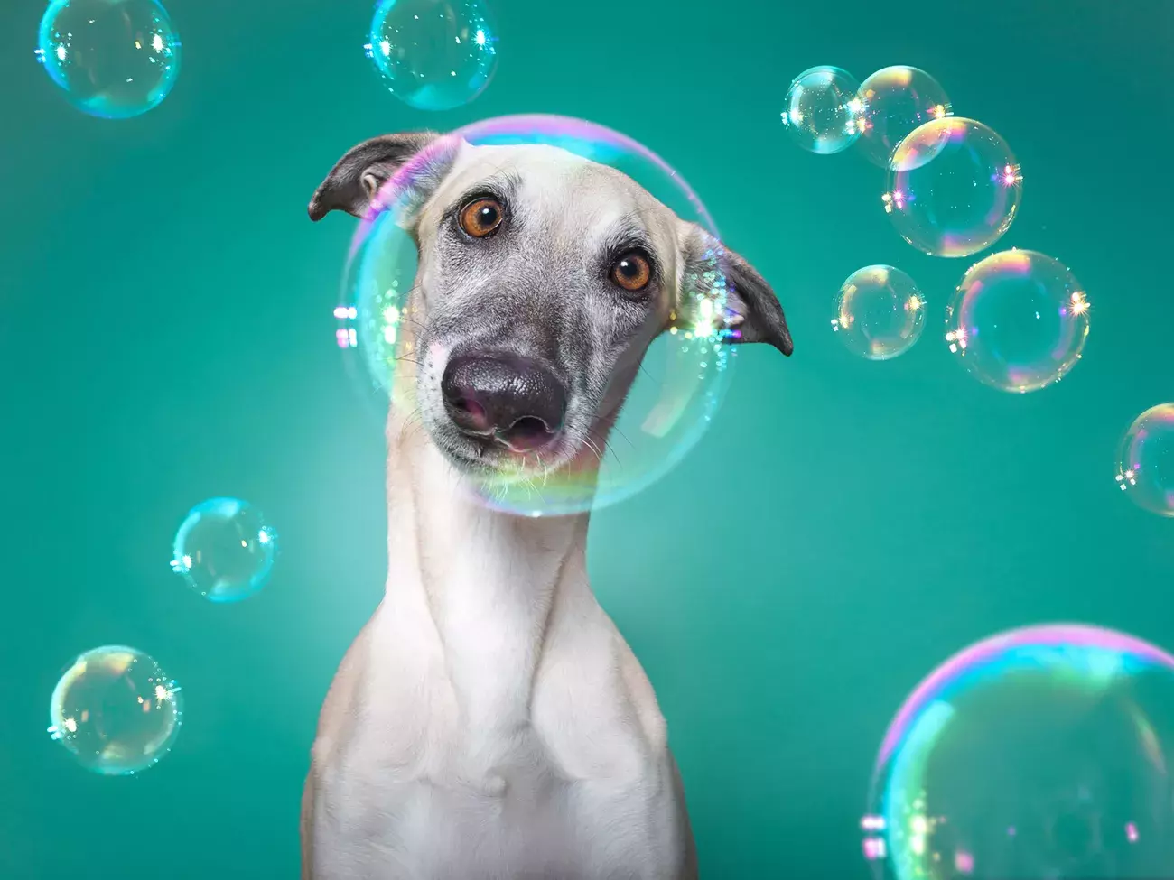 Delightful Pet Portraitures that will brighten your day
