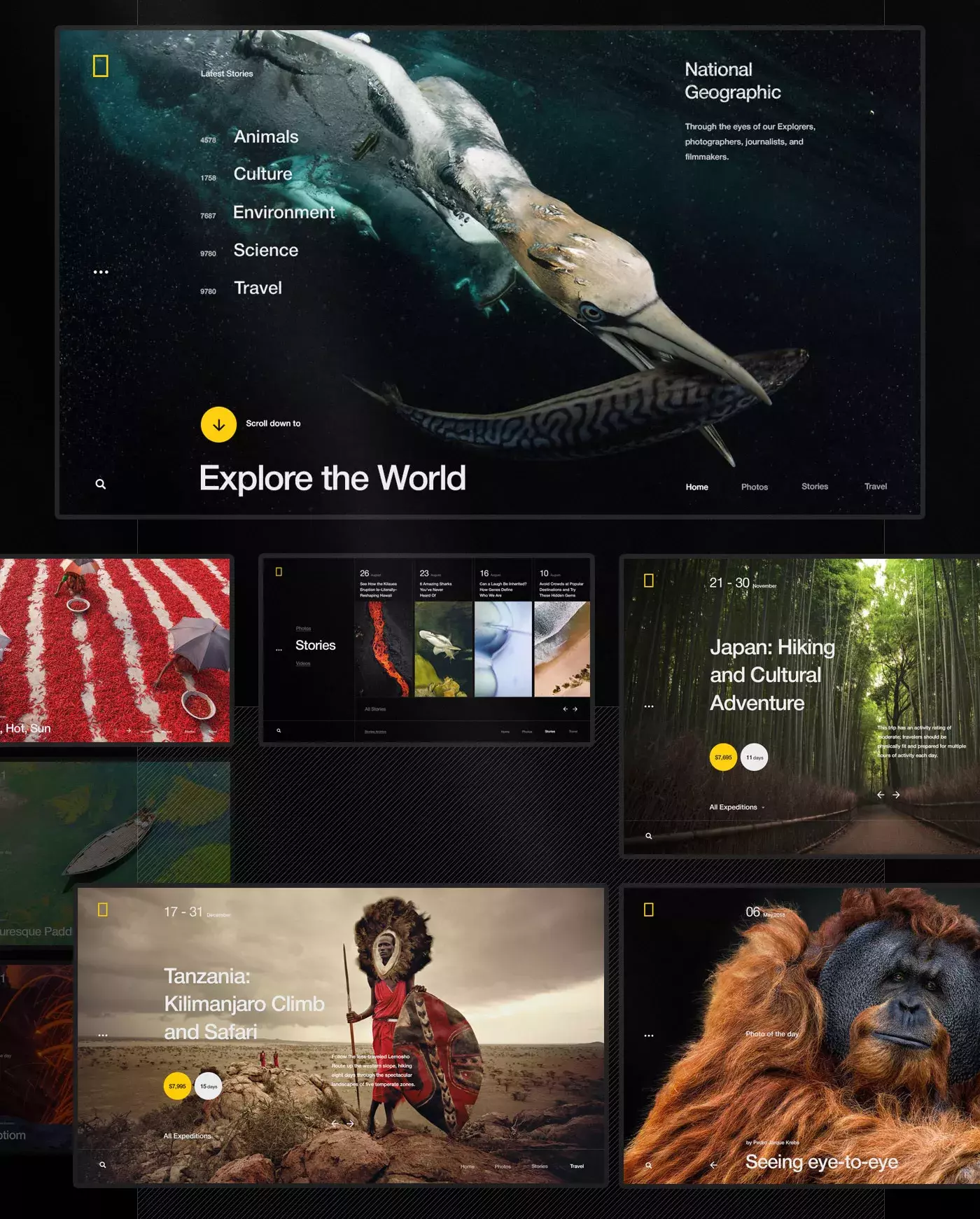 Web Design & UI/UX: National Geographic World Changing Intuitive Site