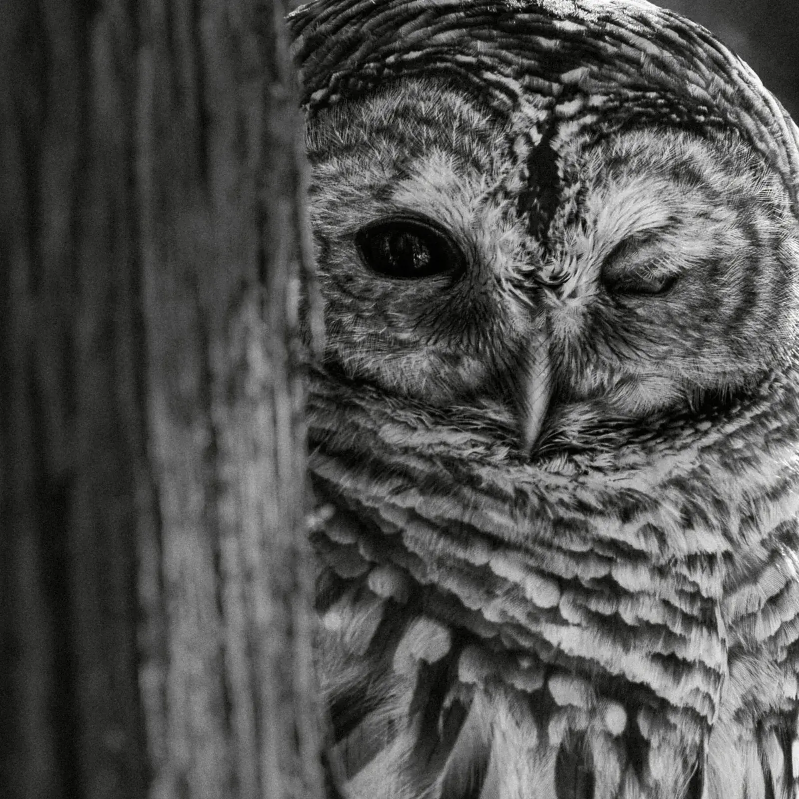 Jeep Cherokee Hybrid wildlife photography by Patricia Homonylo