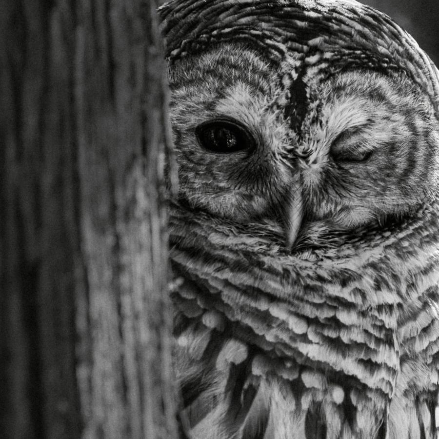 Jeep Cherokee Hybrid wildlife photography by Patricia Homonylo